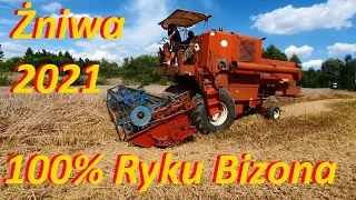 Żniwa pszenżyta 2021 || RYK BIZON Z056 i Zetor 25330 || Dźwięk silnika SW400 || REKORD PLONU !!! ||