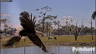 SWFL Eagles ~ F23 Psyches E23 Out Bringing In Nesting Material & Not A Fish! 😤 Big Wingers! 2.19.24