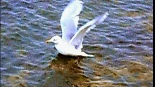 Чайка плавает на волнах и ест, The seagull floats on swims and eats