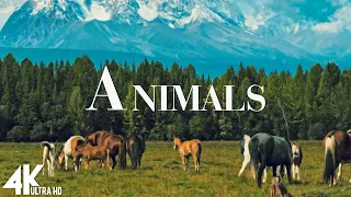 Animals - Peaceful Relaxing Music - 4k Video UltraHD