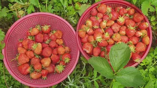 HARVESTING STRAWBERRY|STRAWBERRY SA KOREA(first harvest, strawberry from our backyard)