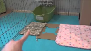 How to set up your rabbits cage