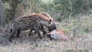 Hyenas Feasting on a Dead Impala