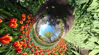 Visit to Keukenhof, Tulip gardens, Netherlands...can you tell if this is shot on Insta360 X3 or X4?