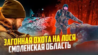 Десятки лосей в одном загоне!