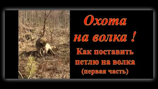 Охота на волков. Как поставить петлю на волка. 1-я часть.