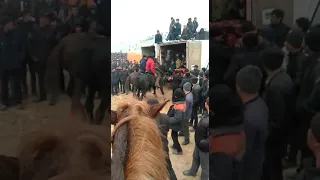 Алиш балбан Өзбекстанда улакта.30.12.2019 жыл