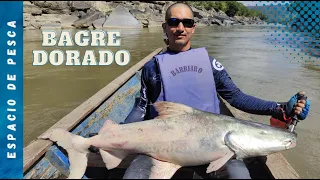 Pesca bagre dorado gigante | Raudal del rio Guayabero | Macarena, Meta, Colombia