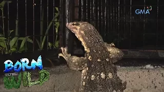 Born to be Wild: Saving an overweight lizard