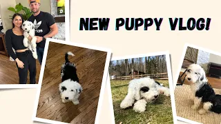 Meet Olly the Sheepadoodle! Our First Week with Our New Puppy