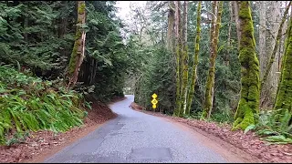 Virtual cycling video - Beautiful forest -  No music - 10 Minutes