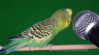 Parrot Kesha sings with a microphone and hops !!! - keshacheresha