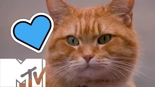 How Many Cats Did It Take To Make 'A Street Cat Named Bob'? | MTV Movies