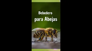 Bebedero para abejas