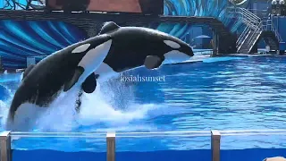 Orca Encounter (Full Shortened Show) [4/2/23 12:00 PM]