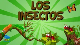 LOS INSECTOS 🐞🦗| Vídeos Educativos para Niños