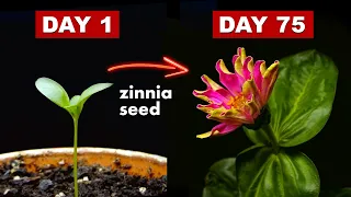 Growing Zinnia Flower From Seed - 75 Days Time Lapse