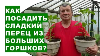 How to plant sweet pepper seedlings from large pots in a greenhouse in spring 2022?