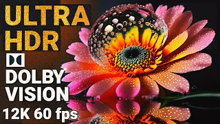 Ultra HDR 12K 60fps Dolby Vision Beautiful Flowers