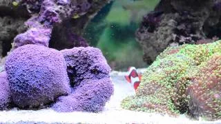Мой морской рифовый аквариум (My Reef Tank)