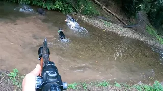 Pig Hunting Australia, Dogs Found Two Gay Boars at Once