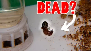 Did The Queen Really DIE?! - Camponotus decipiens