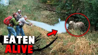 Bear Spray Horror: 3 Men Brutally EATEN ALIVE!