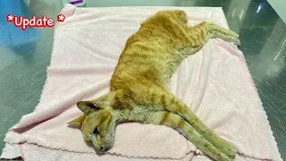 Update: Poor cat was living his last moments on the roadside but no one came to help him! FTC Meow