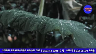 " Raining " a Heart touching story in Odia ||  susanta world