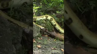 Python Eats Goat Stock Footage  ( Part-2 )  #python #snake