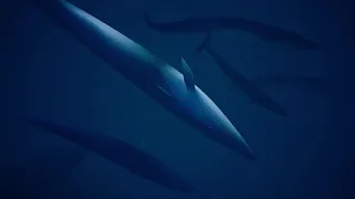 ABZU - Swimming with whales scene