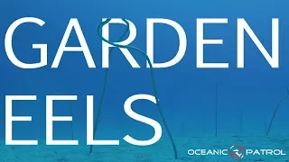 Hawaiian Garden Eels - Strange Eels in the Sand | HD Ocean Documentary | Oceanic Patrol