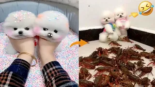 Tik Tok Chó Phốc Sóc Mini 😍 Funny and Cute Pomeranian #269