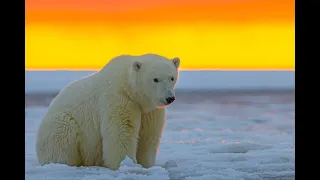 Safari Mack Explores North America Polar Bear Part 1