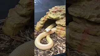 VENOMOUS Snake room Tour!