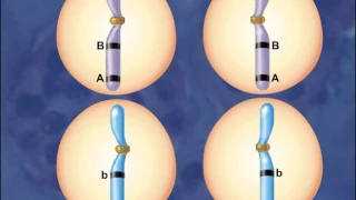 Meiosis with crossing over [HD Animation]_HIGH.mp4