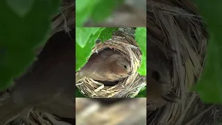 Подкидыш кукушки в чужом гнезде