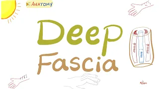 The Deep Fascia, Fasciitis, Carpal Tunnel Syndrome, Limb Compartment, Fasciotomy | Anatomy