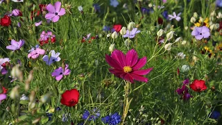 Garden Talk with Bear Bones Living Live