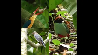 Singapore Botanic Gardens-My favourite birding/wildlife trial in this garden Part 2. 6 Mar 2024.