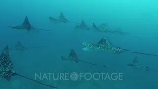 Group of spotted eagle rays swimming together.
