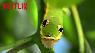 Animal Mimicry + Camouflage | Life in Color with David Attenborough | Netflix After School