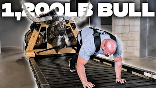 STRONGMAN VS 1,200LB BULL | ROGUE EQUIPMENT TESTING