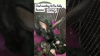 Do father rabbit kill their babies?#rabbit#bunny#baby#beautifulbunny#2022#birth#dad