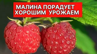 Лучшая подкормка малины для большого урожая!