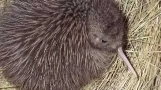 Skin & Bones - Animal Life: Brown Kiwi