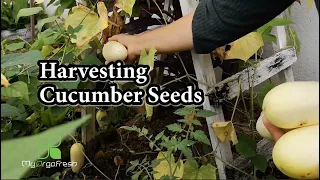 Harvesting Cucumber Seed