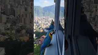 Вместо голубей в Венесуэле прекрасные дружелюбные сине-желтые попугаи🦜