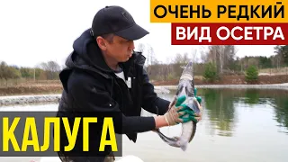 Запустил очень редкий вид осетра - калуга.