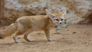 Desert Fox vs Lesser Jerboa